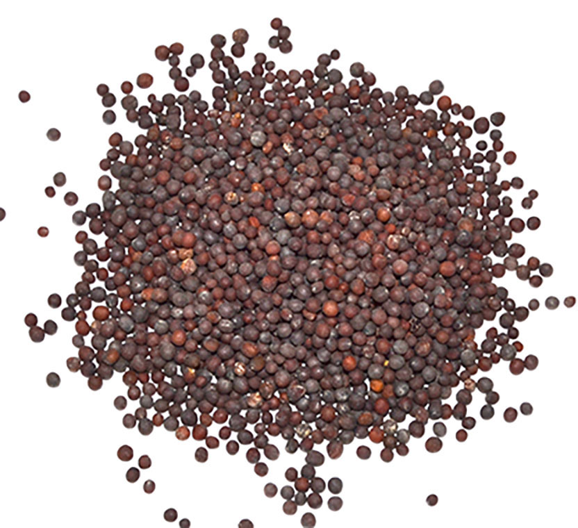 Brown Mustard Seed 1oz